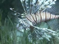 Lionfish (Pterois sp.) catches prey, in sea grass, Southern Visayas, Philippines Stock Footage