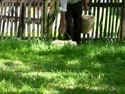 Apples in a basket Stock Footage