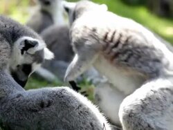 Lemurs Stock Footage