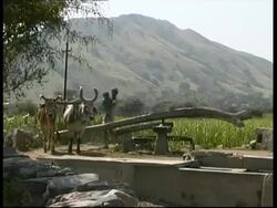 MS ox drawing water from well, Rajasthan, India Stock Footage