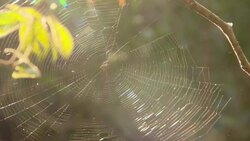 Sunlight sparkles on a spiderweb. Stock Footage