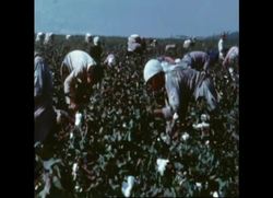 RR7440A TURKEY: COTTON PICKERS Instructional Video