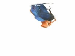 Siamese fighting fish . Stock Footage