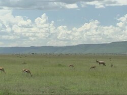 Gazelles in landscape, Kenya, Africa Stock Footage