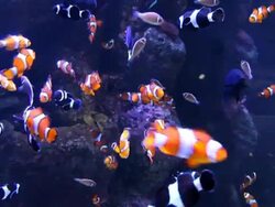 Clownfish - Amphiprion Occelaris & Others Stock Footage