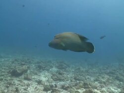 Napoleon Wrasse (Cheilinus undulatus) swimming from the blue to reef, profile, CU, Vaavu Atoll, The Maldives Stock Footage