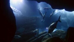 Fishes in big aquarium Stock Footage