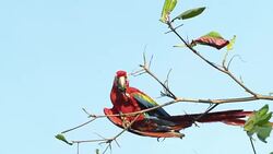 MS Ara on a branch Stock Footage