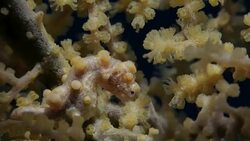 Yellow Bargibant Pgymy Seahorse feeds on Gorgonian Coral (4K) Stock Footage