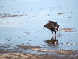 Vultures and Dead Fish Stock Footage