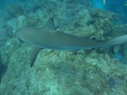Caribbean reef shark, looking down, Bahamas  Stock Footage