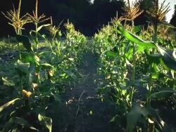 MS POV Shot  through field of corn on organic farm / Langlois, Oregon, United States Stock Footage