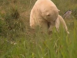 Polar bear Stock Footage