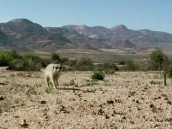 Meerkats run through frame, scenic background, Namaqualand, South Africa Stock Footage