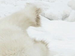 CU ZO SLO MO Two polar bears playing and fighting in frozen landscape / Churchill, Manitoba, Canada Stock Footage