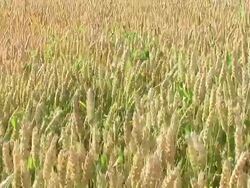 HD: Field of Cereals Stock Footage