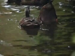 ducks finding food Stock Footage
