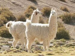 MS Shot of two Llama, Lama Glama on Altiplano Puna grassland in Andes mountains / San Pedro de Atacama, Norte Grande, Chile Stock Footage