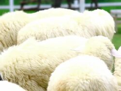 white sheep in farm Stock Footage