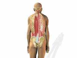 Spinal muscle tension, bad posture. Stock Footage