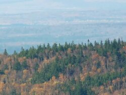 WS ARIEAL View of Forest / Maine, United States Stock Footage