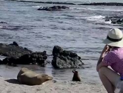  MS Tourists on beach taking pictures of sea lion and pup / Isabella Island, Galapagos Islands, Ecuador   Stock Footage