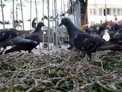 White & Grey Pigeons Stock Footage