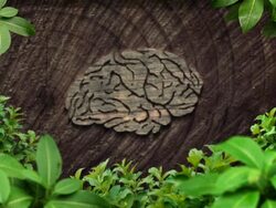 brain forest Stock Footage