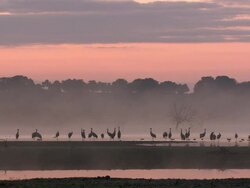 European Cranes (Grus grus) under pink, hazy sky, North East Extremadura in Dehesa. Stock Footage