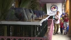 ExhibiciÃƒÂ³n de gallos por AÃƒÂ±o Nuevo Lunar en Filipinas Instructional Video