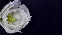 white flower Stock Footage
