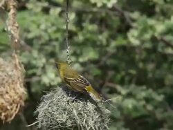MS Spekes Weaver male and female standing on Nest and mating in bogoria park / National Park, Africa, Kenya Stock Footage