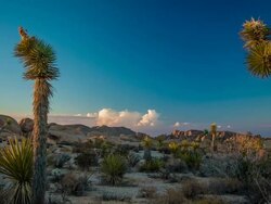 Joshua Tree National Park Stock Footage