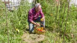 Senior man picking tomatoes in his allotment Stock Footage