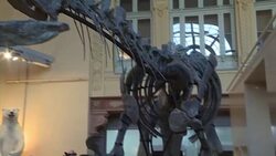 CLEAN : Million dollar dino sells at auction in France News Clip