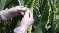 Farmer controlling corn plants in the field Stock Footage