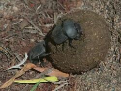 WS View of Two Scarab Beetles on a ball of dung / Pilanesberg, Gauteng, South Africa Stock Footage