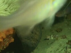 ECU Black cheek moray eel peering out from cave with rocks covered in coral and tube worms / Matola, Maputo, Mozambique Stock Footage