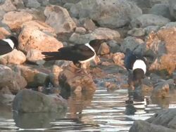 Pied Crow (Corvus albus) drinking at waterhole, Etosha National Park, Namibia Stock Footage