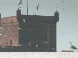 WS Seagulls circling around Essaouira / Essaouira, Morocco Stock Footage