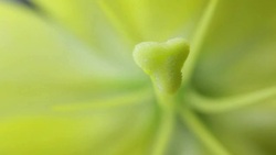 Water droplets fall on Lily Stock Footage