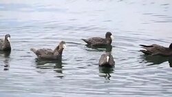Southern Giant Petrel Stock Footage