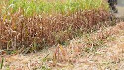 Harvesting Corn Stock Footage