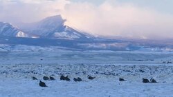 HD video Wild sage grouse display snowy Colorado Mountain lek Stock Footage