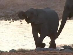 African Bush Elephant (Loxodonta africana) calf drinking at waterhole, evening light, Etosha National Park, Namibia Stock Footage