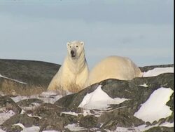 Polar bears (Ursus maritimus) sitting on rocks, Manitoba, Canada Stock Footage