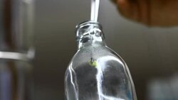 breeding orchid in biotechnology by plant tissue culture Stock Footage