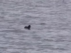 Diving duck  1080/60i Stock Footage