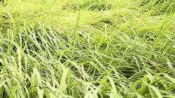 Grass swaying on meadow Stock Footage
