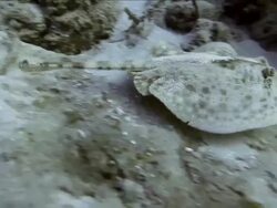White-spotted Eagle Ray fish swimming along sea bed at Honduras Bay Islands Stock Footage